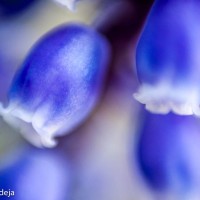 tiny grape hyacinth flowers